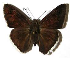 Image of Achalarus albociliatus Mabille 1877