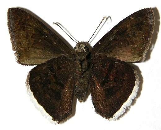 Image of Achalarus albociliatus Mabille 1877