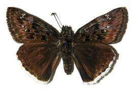 Image of Mournful Duskywing