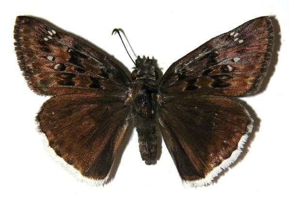 Image of Mournful Duskywing