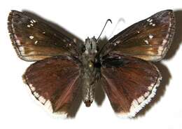 Image of Mournful Duskywing