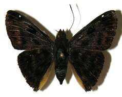 Image of <i>Eracon lachesis</i>