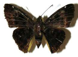 Image of <i>Eracon lachesis</i>