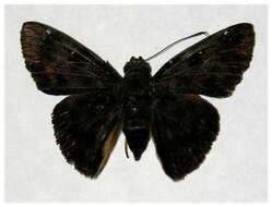 Image of <i>Eracon lachesis</i>