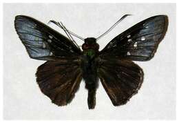 Image of Carystina aurifer Godman & Salvin 1879