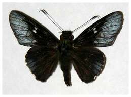 Image of Carystina aurifer Godman & Salvin 1879