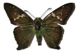 Image of Aguna arunce hypozonius