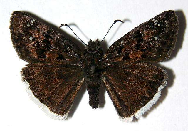 Image of Mournful Duskywing