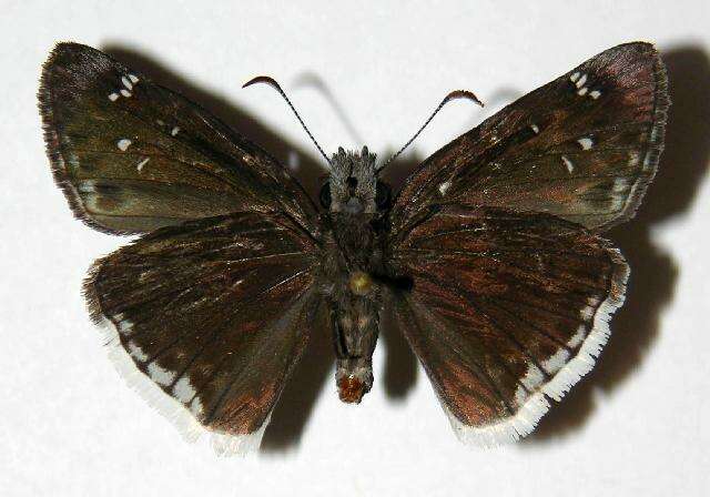 Image of Mournful Duskywing