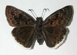 Image of Mournful Duskywing