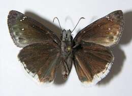 Image of Mournful Duskywing