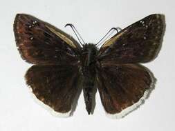 Image of Mournful Duskywing