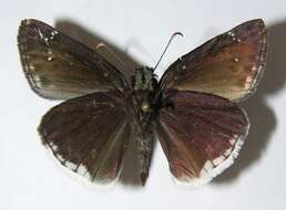 Image of Mournful Duskywing