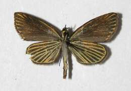 Image of Apaustus gracilis Felder & Felder 1867