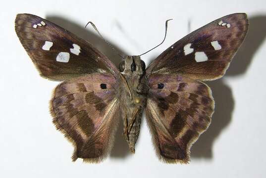 Image of Hammock Skipper