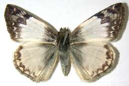 Image of Laviana White-Skipper