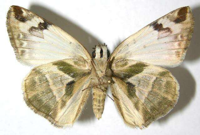 Image of Laviana White-Skipper