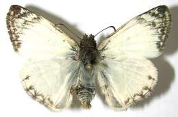 Image of Laviana White-Skipper