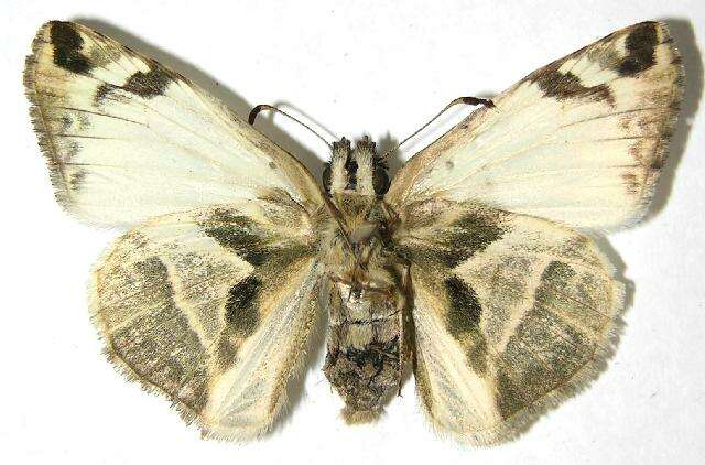 Image of Laviana White-Skipper