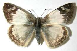 Image of Laviana White-Skipper