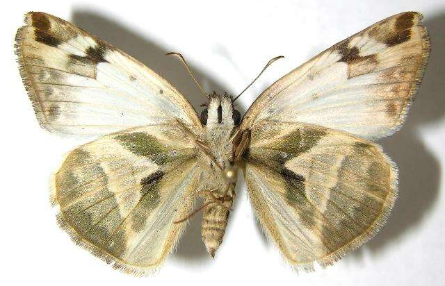 Image of Laviana White-Skipper