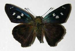 Image of Polygonus