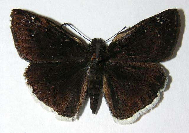 Image of Mournful Duskywing