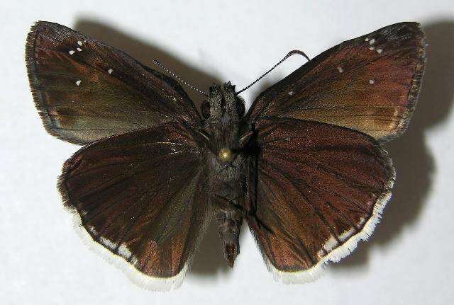 Image of Mournful Duskywing