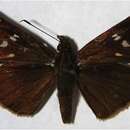 Image of Cobalopsis autumna Plötz 1883