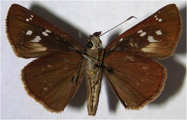 Image of Autumn Skipper