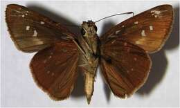 Image of Autumn Skipper