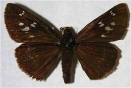 Image of Autumn Skipper