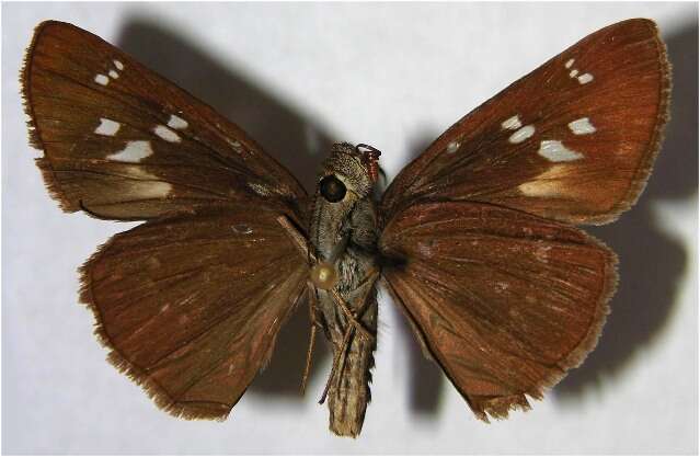 Image of Autumn Skipper