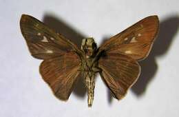 Image of Hecebolus skipper