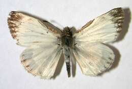 Image of Turk's-Cap White-Skipper