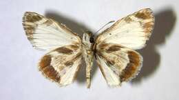 Image of Turk's-Cap White-Skipper