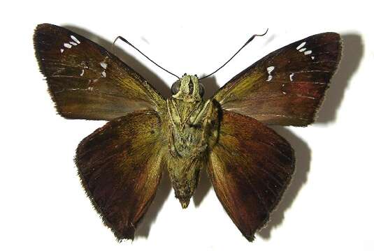 Image of skipper butterflies