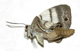 Image of Leucochimona iphias Stichel 1909