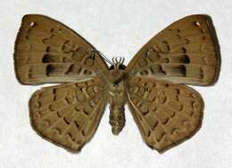 Image of <i>Voltinia umbra</i>