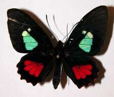 Слика од <i>Parides mylotes</i>