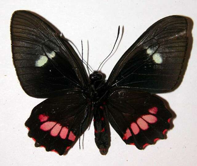 Слика од <i>Parides mylotes</i>