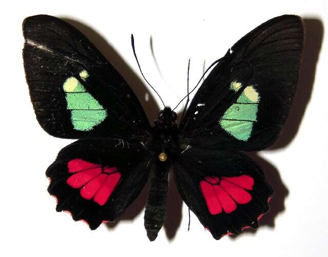 Слика од <i>Parides mylotes</i>