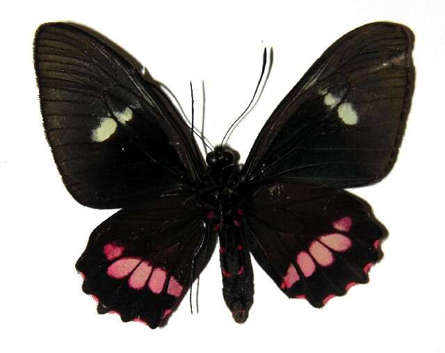 Слика од <i>Parides mylotes</i>