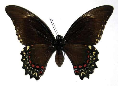 Слика од Papilioninae