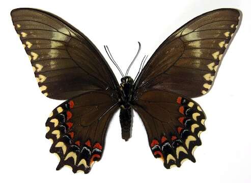 Слика од Papilioninae