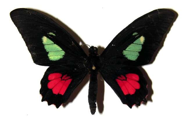 Слика од <i>Parides mylotes</i>