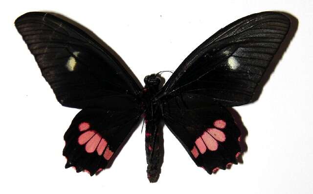 Слика од <i>Parides mylotes</i>