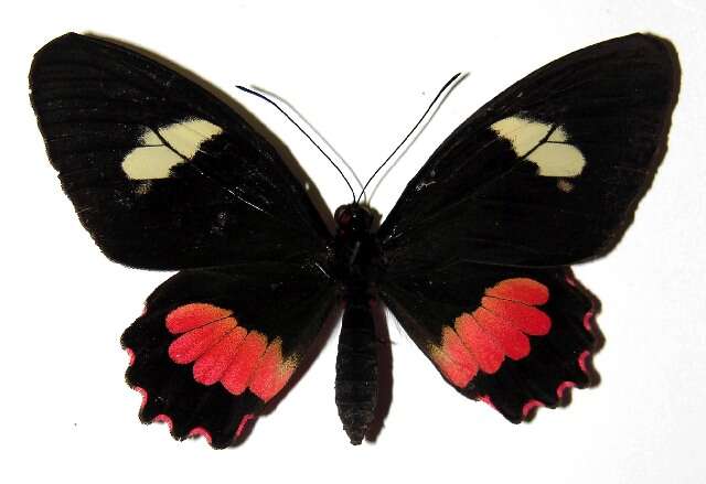 Слика од <i>Parides mylotes</i>