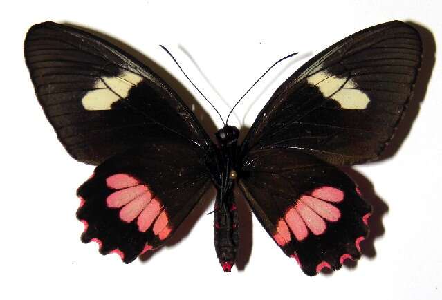 Слика од <i>Parides mylotes</i>