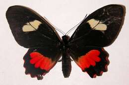 Слика од <i>Parides mylotes</i>